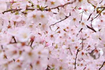 Beautiful cherry blossoms in spring time