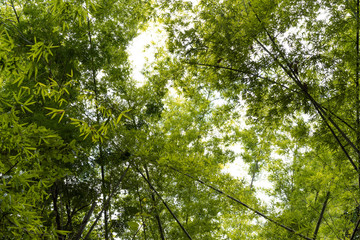 Fototapeta premium Bamboo leaves change color