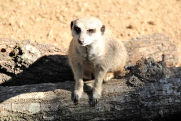 Meerkat on a Wood Perch