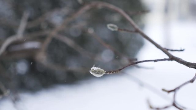 Slow motion bud with snow in background