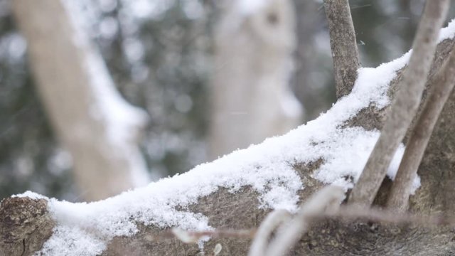 Snow blowing around a branch covered with powder
