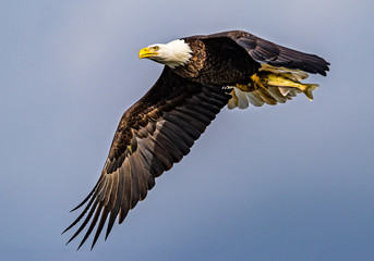 Determined Bald Eagle with Fish