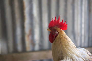 Rooster on the farm