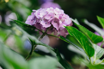 紫陽花