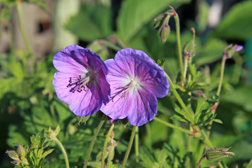 Blue Geraniums flowers in a garden