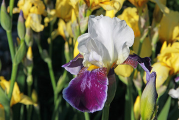 White and purple iris flower