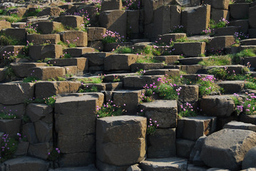 Pink flowers at Giant's Causeway - 163516590