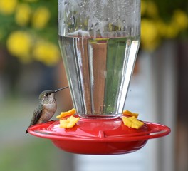 Hummingbird sitting on feeder
