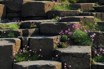 Pink flowers at Giant's Causeway - 163516596