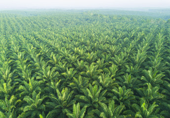 Arial uitzicht op palmplantage in Oost-Azië