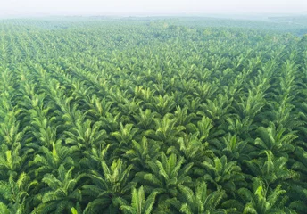 Fotobehang Palmboom Arial uitzicht op palmplantage in Oost-Azië