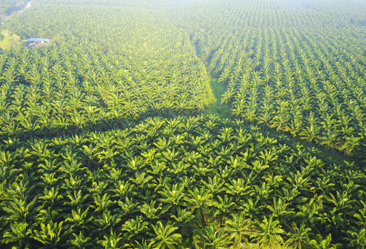 Arial view of palm plantation at east asia.
