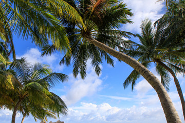 Coconut tree with blue sky