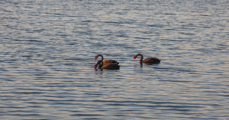 Black Swans