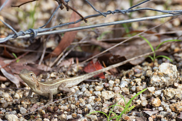 Diporiphora australis near wire fence