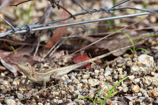 Diporiphora australis near wire fence