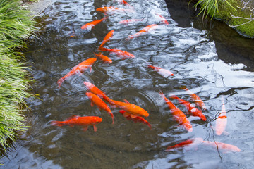 Carps in the Japanese garden's pond