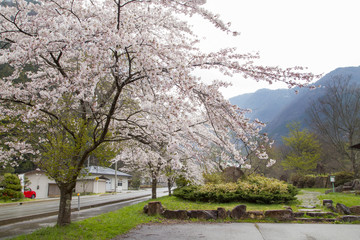 Cherry blossoms in Okuhida