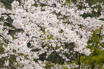 Cherry blossoms in Okuhida
