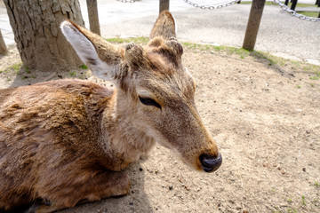 Deer in Nara Park