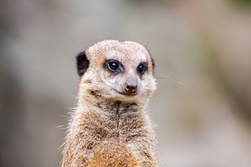 Meerkat or the Suricata