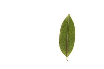 Green leaves with isolated white background for medical conceptual and text adding commercial