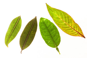 Green leaves with isolated white background for medical conceptual and text adding commercial