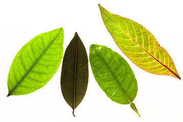 Fototapeta premium Green leaves with isolated white background for medical conceptual and text adding commercial