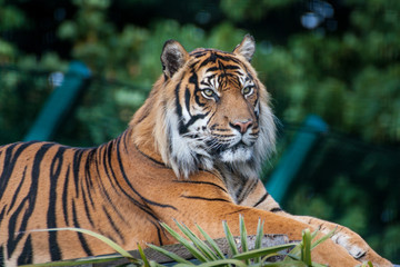 The Bengal tiger (Panthera tigris tigris)