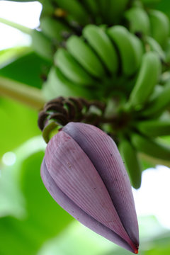 bunch of banana with flower