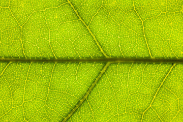 Blur green leaf texture for background indicating love for mother nature and pollution free