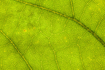 Blur green leaf texture for background indicating love for mother nature and pollution free