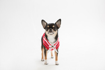 Chihuahua on the White background