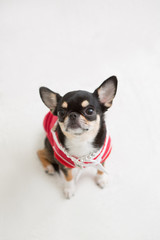 Chihuahua on the White background