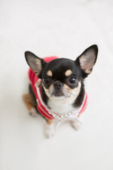 Chihuahua on the White background