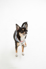 Chihuahua on the White background