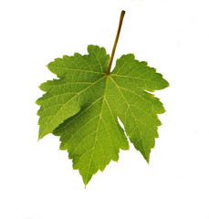 Green grape leaf in reverse side isolated on white background.