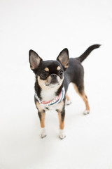 Obraz premium Chihuahua on the White background