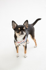 Chihuahua on the White background