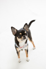 Chihuahua on the White background