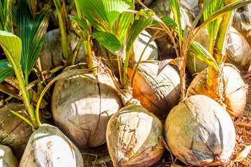 Young coconut tree seed germination green leave pop out of the coconut. Coconut seedlings wait for planting ,nature background.