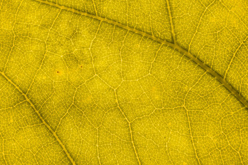 Blur yellow leaf texture for background indicating love for mother nature and pollution free
