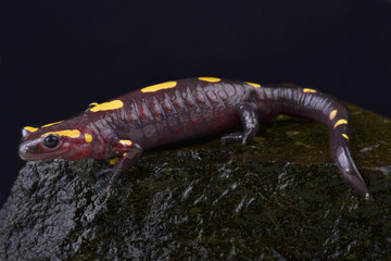 Rif mountain fire salamander, Salamandra algira splendens