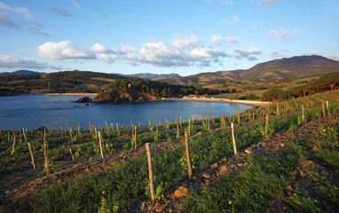 Vignes sur la côte Catalane française © hassan bensliman