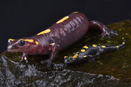 Rif mountain fire salamander, Salamandra algira splendens, mother and baby