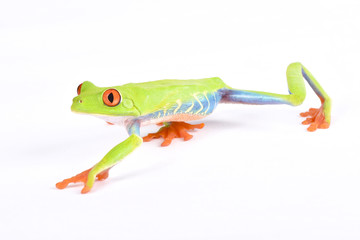 Agalychnis callidryas, Red-eyed treefrog