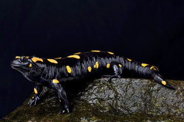 Eastern fire salamander, Salamandra infraimmaculata