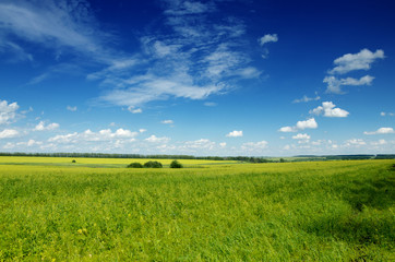 Sunny summer landscape with yellow rapeseed field 