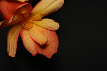 Begonia Against Black