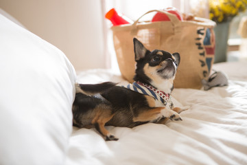 Chihuahua on the bed